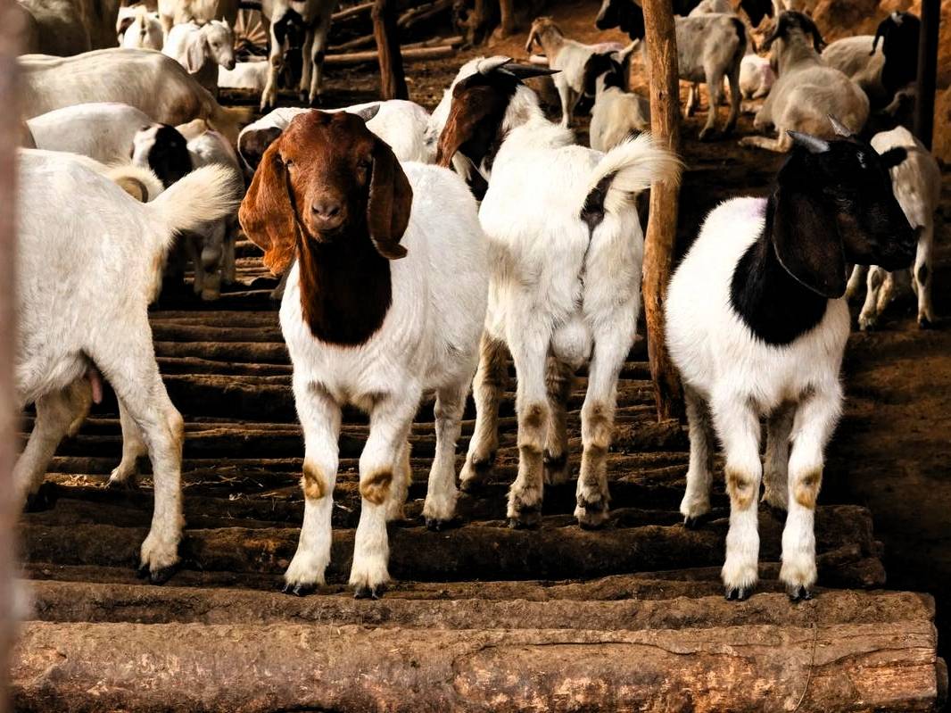 养羊成本和收入分析_养殖业什么赚钱?最赚钱的养殖_养100只羊一年能挣多少钱