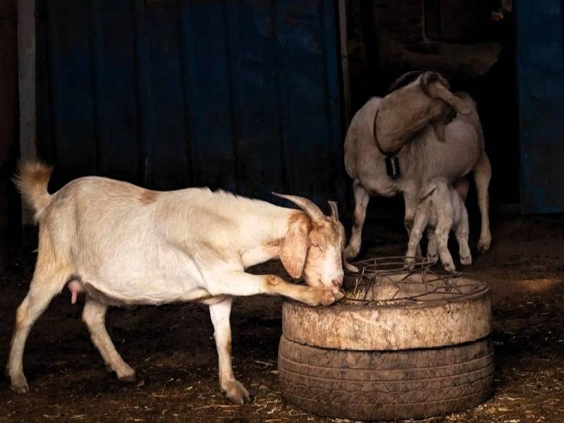 养100只羊一年能挣多少钱_养羊成本和收入分析_养殖业什么赚钱?最赚钱的养殖