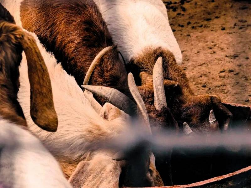 养100只羊一年能挣多少钱_养殖业什么赚钱?最赚钱的养殖_养羊成本和收入分析