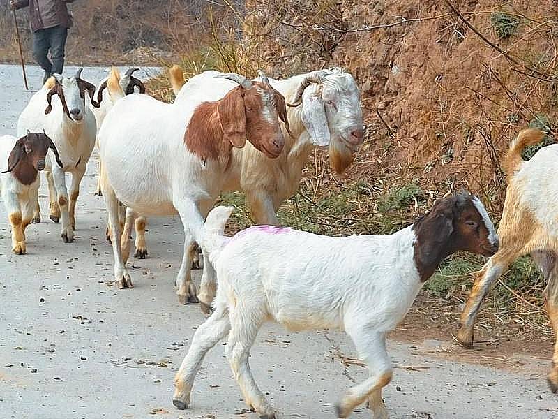 养100只羊一年能挣多少钱_养羊成本和收入分析_养殖业什么赚钱?最赚钱的养殖