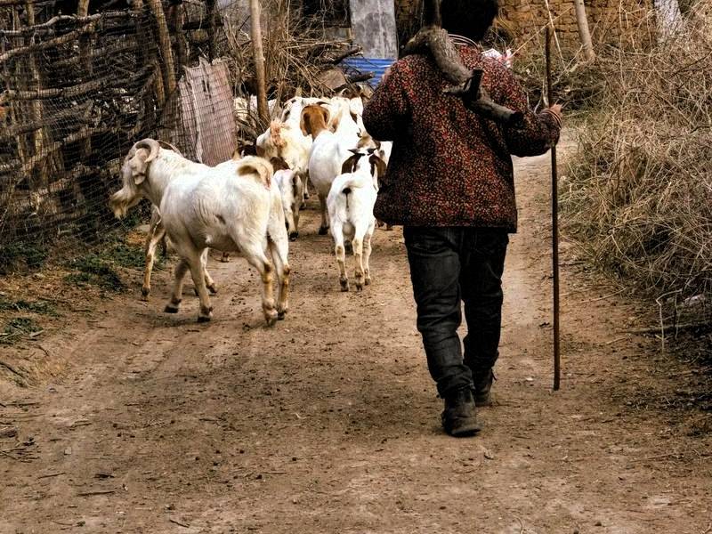 养100只羊一年能挣多少钱_养殖业什么赚钱?最赚钱的养殖_养羊成本和收入分析