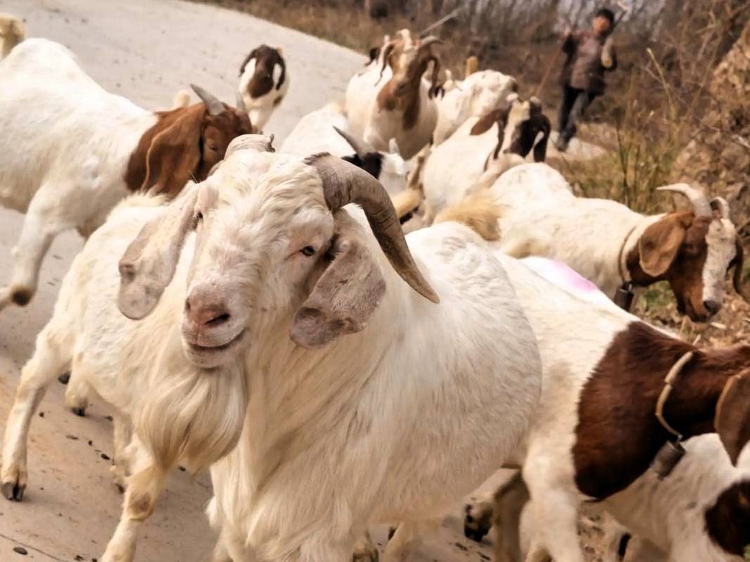 养羊成本和收入分析_养殖业什么赚钱?最赚钱的养殖_养100只羊一年能挣多少钱