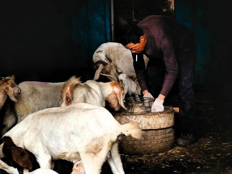 养100只羊一年能挣多少钱_养羊成本和收入分析_养殖业什么赚钱?最赚钱的养殖