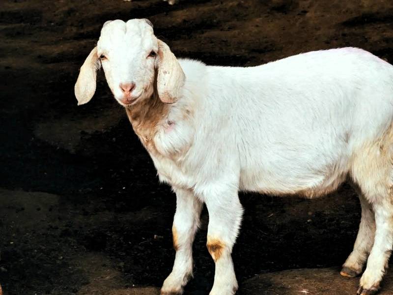 养100只羊一年能挣多少钱_养殖业什么赚钱?最赚钱的养殖_养羊成本和收入分析