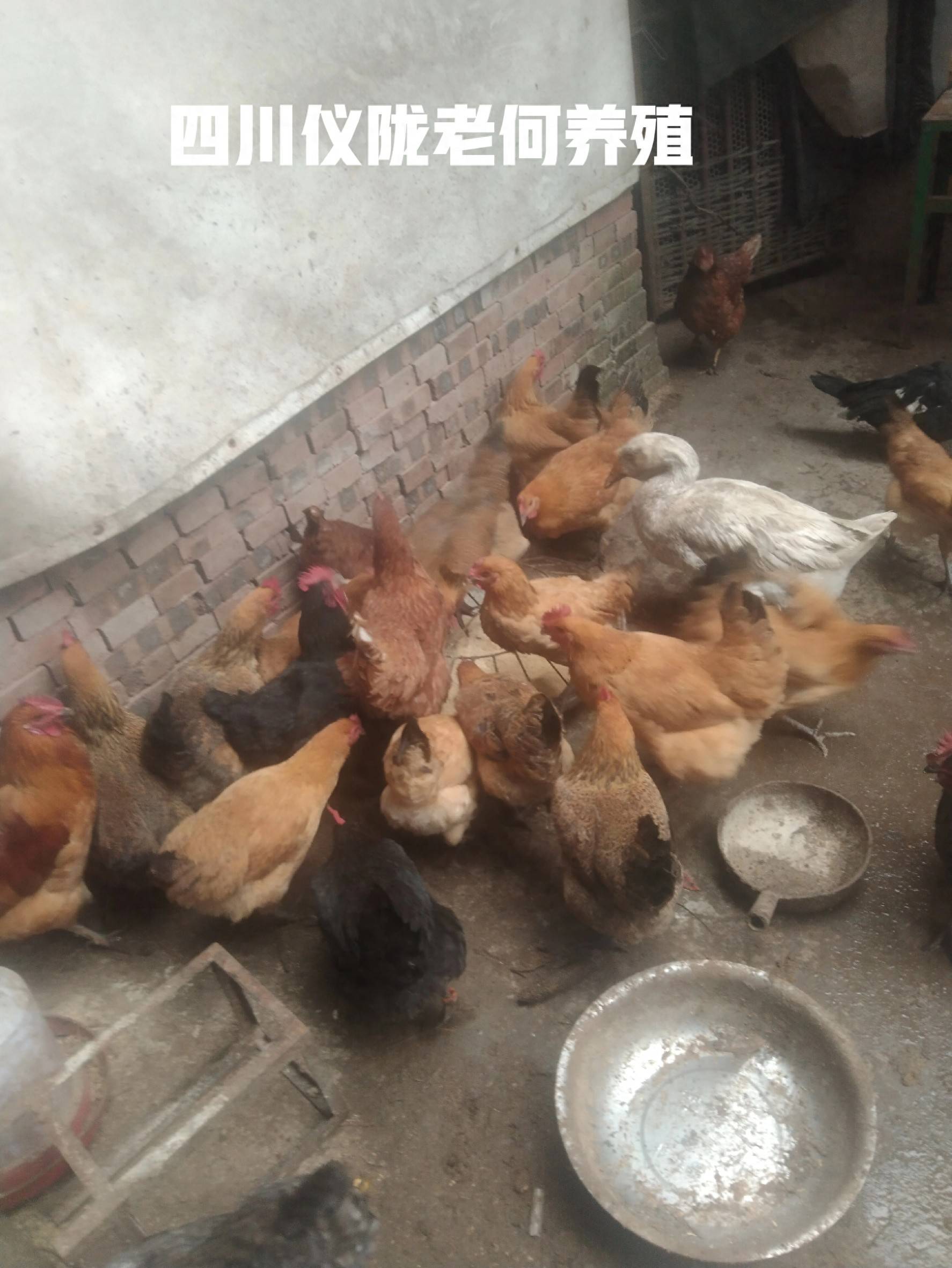 绿壳蛋鸡与粉蛋鸡哪个更好养_养殖业什么赚钱?最赚钱的养殖_绿壳蛋鸡和粉蛋鸡哪个赚钱更多