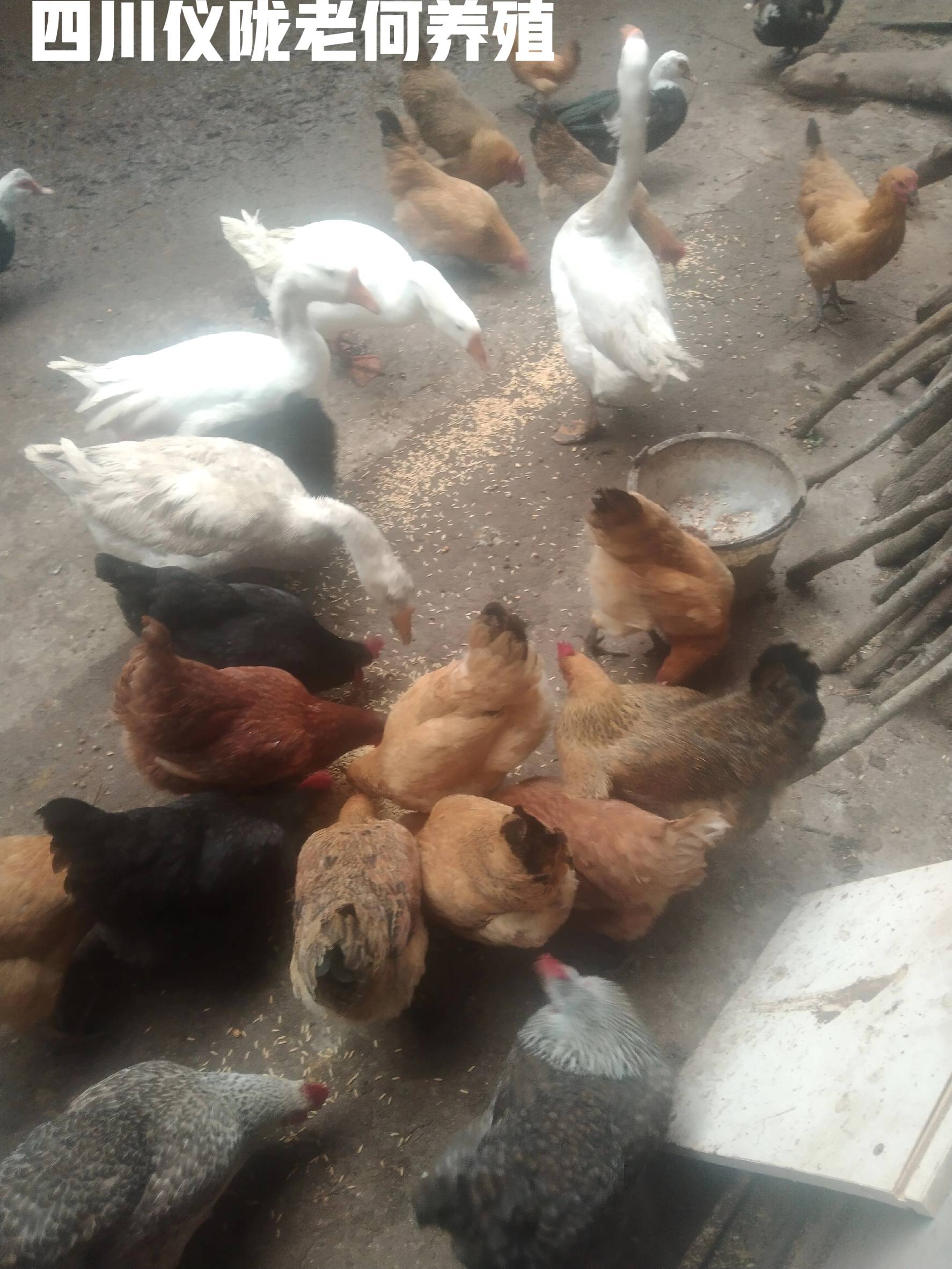 绿壳蛋鸡与粉蛋鸡哪个更好养_绿壳蛋鸡和粉蛋鸡哪个赚钱更多_养殖业什么赚钱?最赚钱的养殖