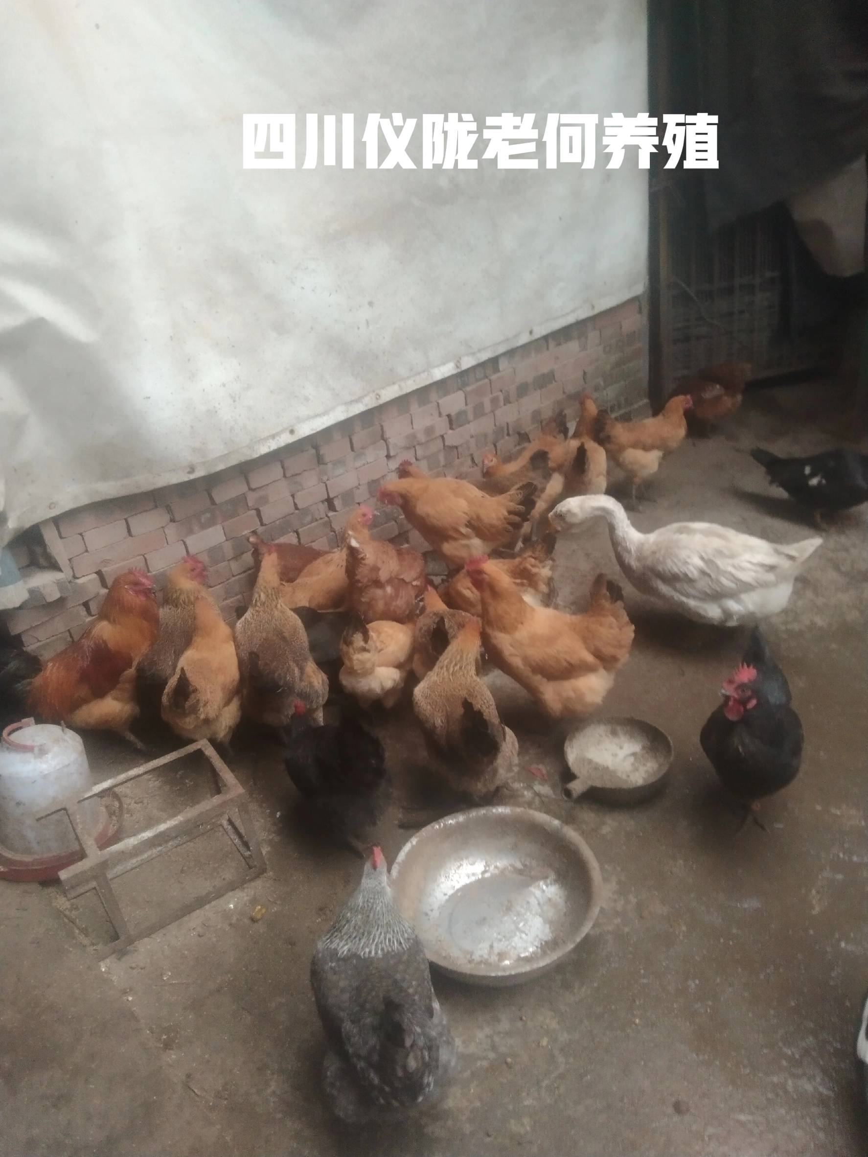 绿壳蛋鸡和粉蛋鸡哪个赚钱更多_养殖业什么赚钱?最赚钱的养殖_绿壳蛋鸡与粉蛋鸡哪个更好养