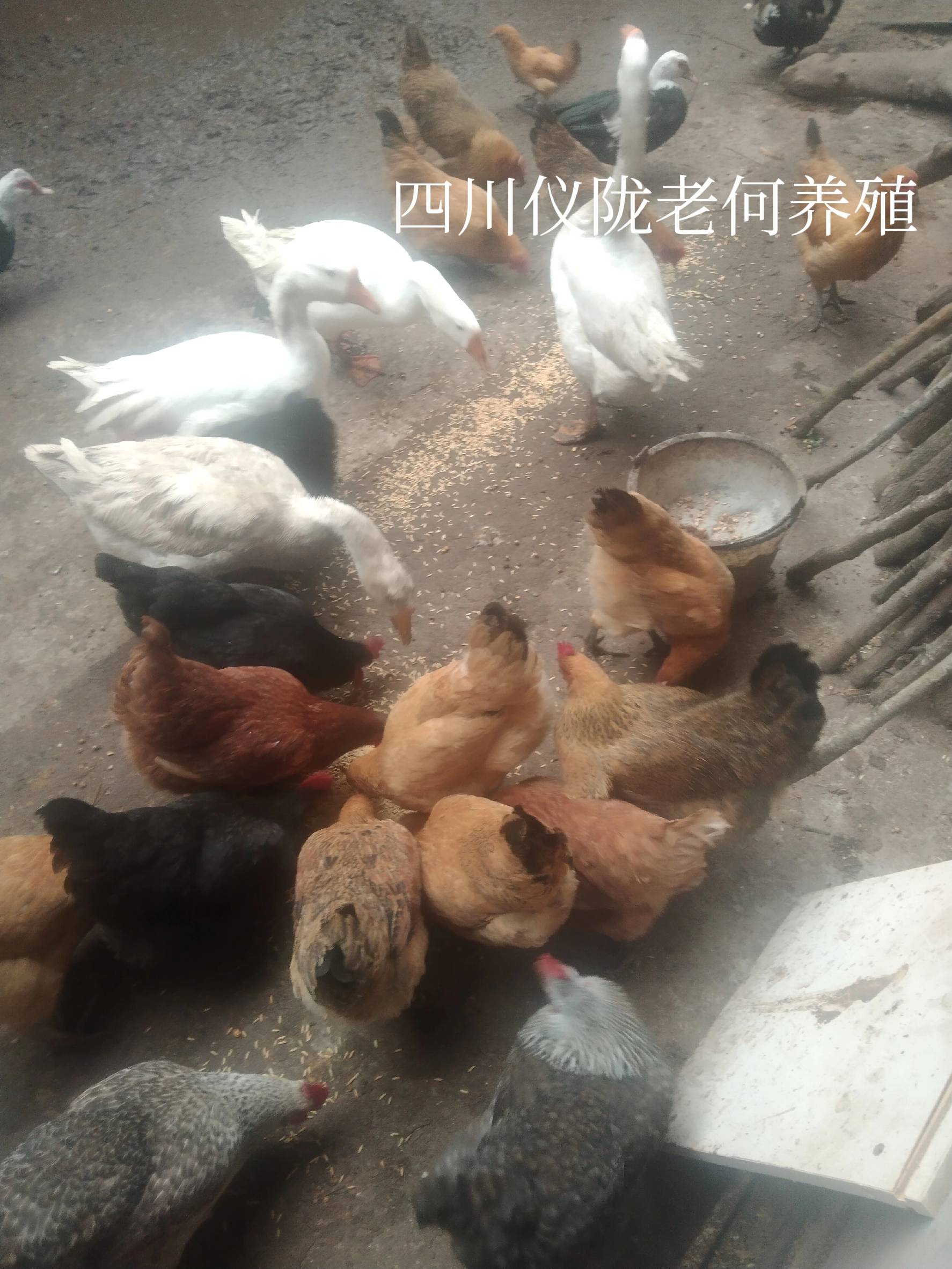 绿壳蛋鸡与粉蛋鸡哪个更好养_养殖业什么赚钱?最赚钱的养殖_绿壳蛋鸡和粉蛋鸡哪个赚钱更多