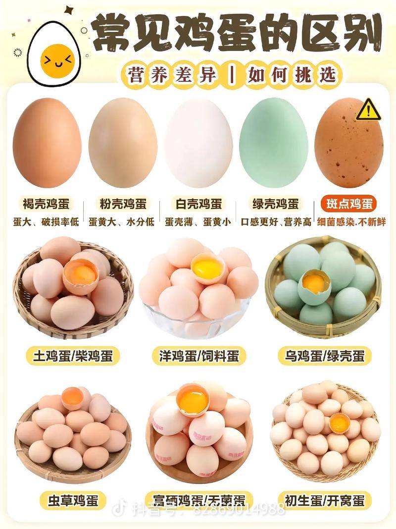 养殖业什么赚钱?最赚钱的养殖_绿壳蛋鸡和粉蛋鸡哪个赚钱更多_绿壳蛋鸡与粉蛋鸡哪个更好养