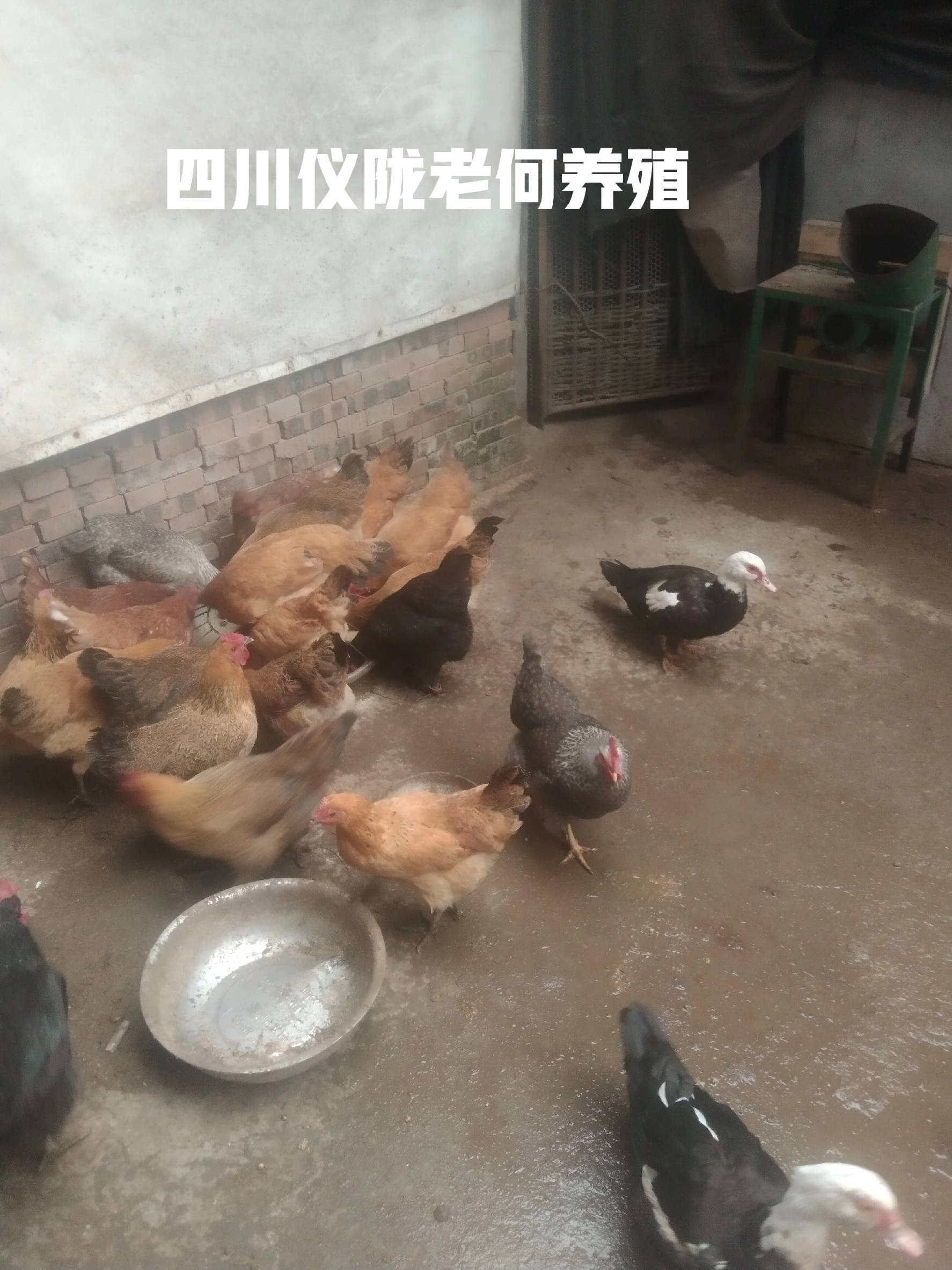 绿壳蛋鸡和粉蛋鸡哪个赚钱更多_养殖业什么赚钱?最赚钱的养殖_绿壳蛋鸡与粉蛋鸡哪个更好养