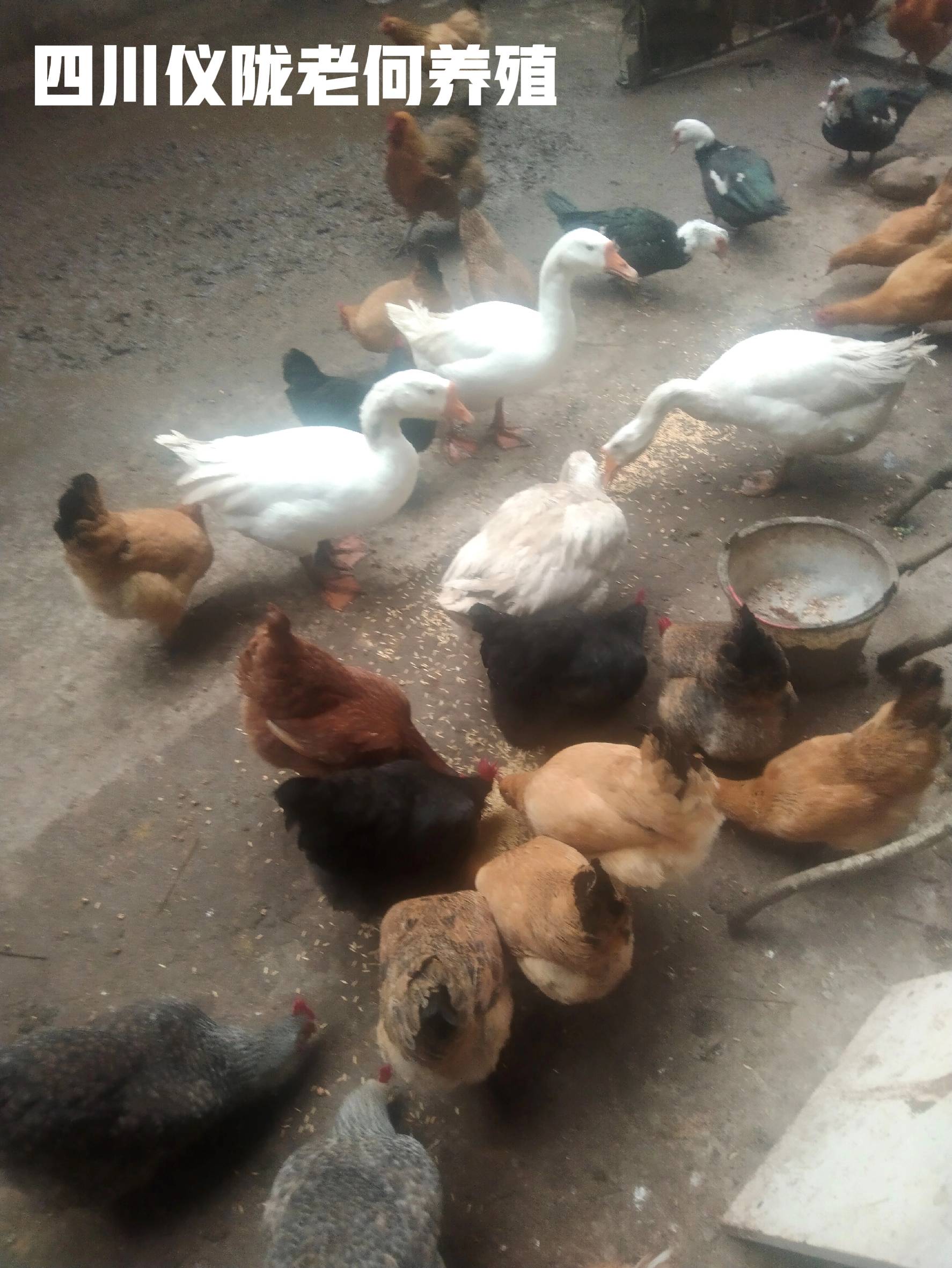 绿壳蛋鸡与粉蛋鸡哪个更好养_养殖业什么赚钱?最赚钱的养殖_绿壳蛋鸡和粉蛋鸡哪个赚钱更多