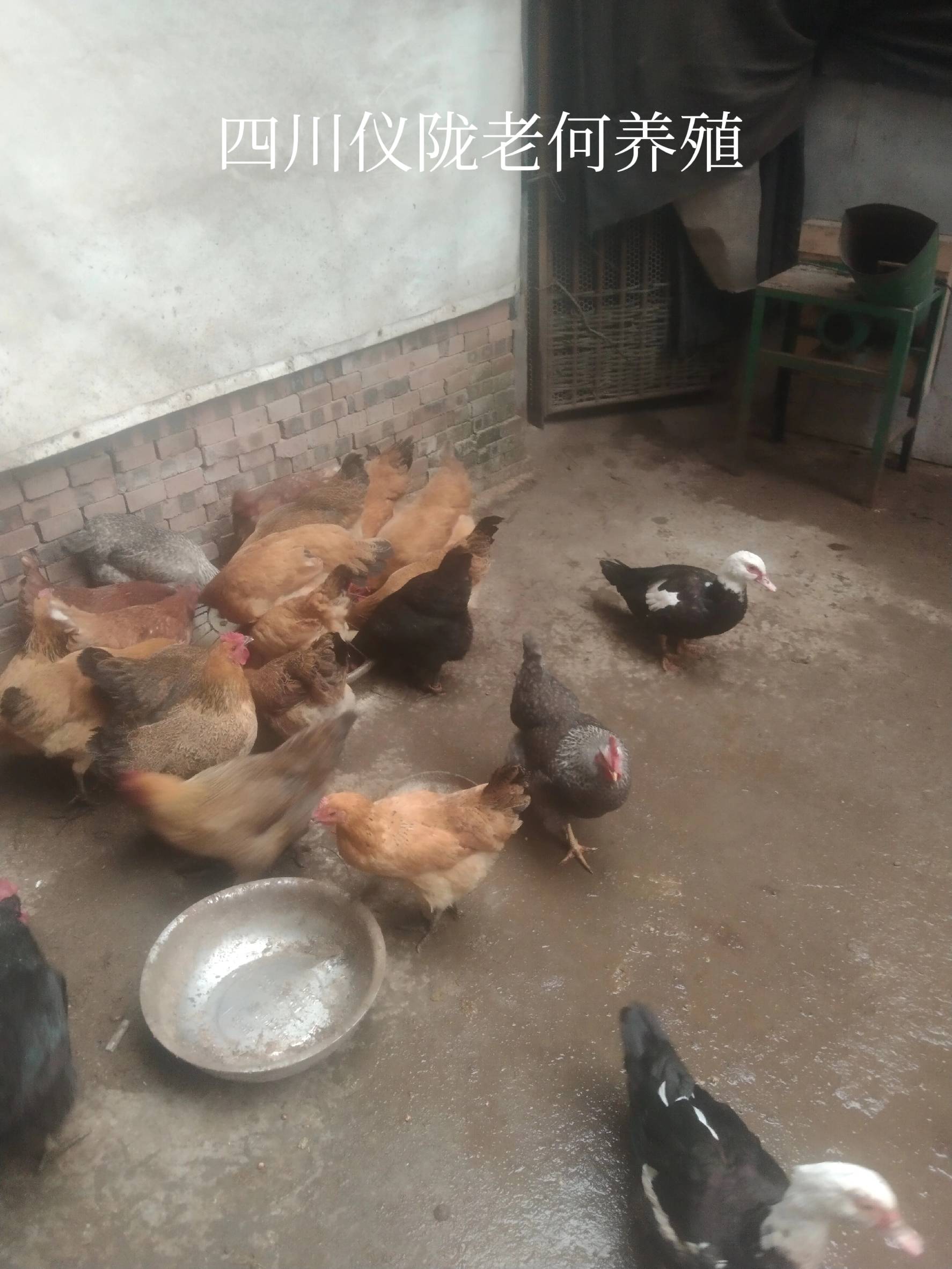 五黑鸡养殖与黑凤鸡养殖哪个更赚钱_五黑鸡与黑凤鸡区别_养殖业什么赚钱?最赚钱的养殖