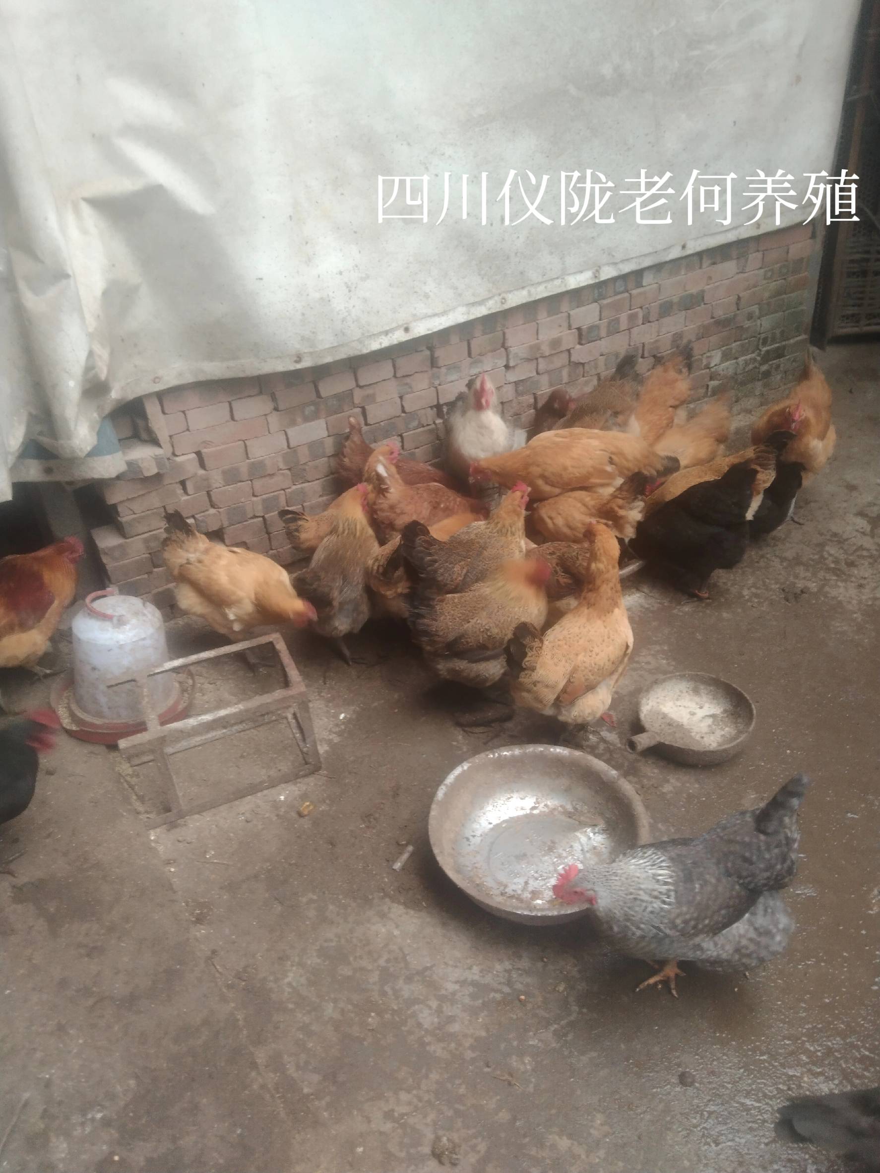 五黑鸡与黑凤鸡区别_养殖业什么赚钱?最赚钱的养殖_五黑鸡养殖与黑凤鸡养殖哪个更赚钱