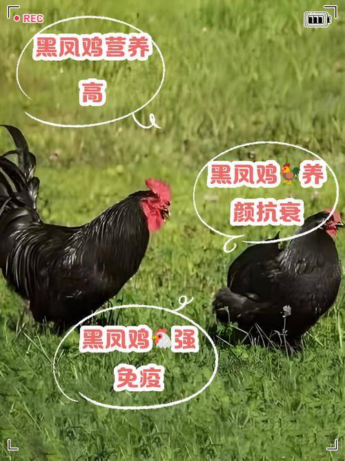 五黑鸡与黑凤鸡区别_五黑鸡养殖与黑凤鸡养殖哪个更赚钱_养殖业什么赚钱?最赚钱的养殖