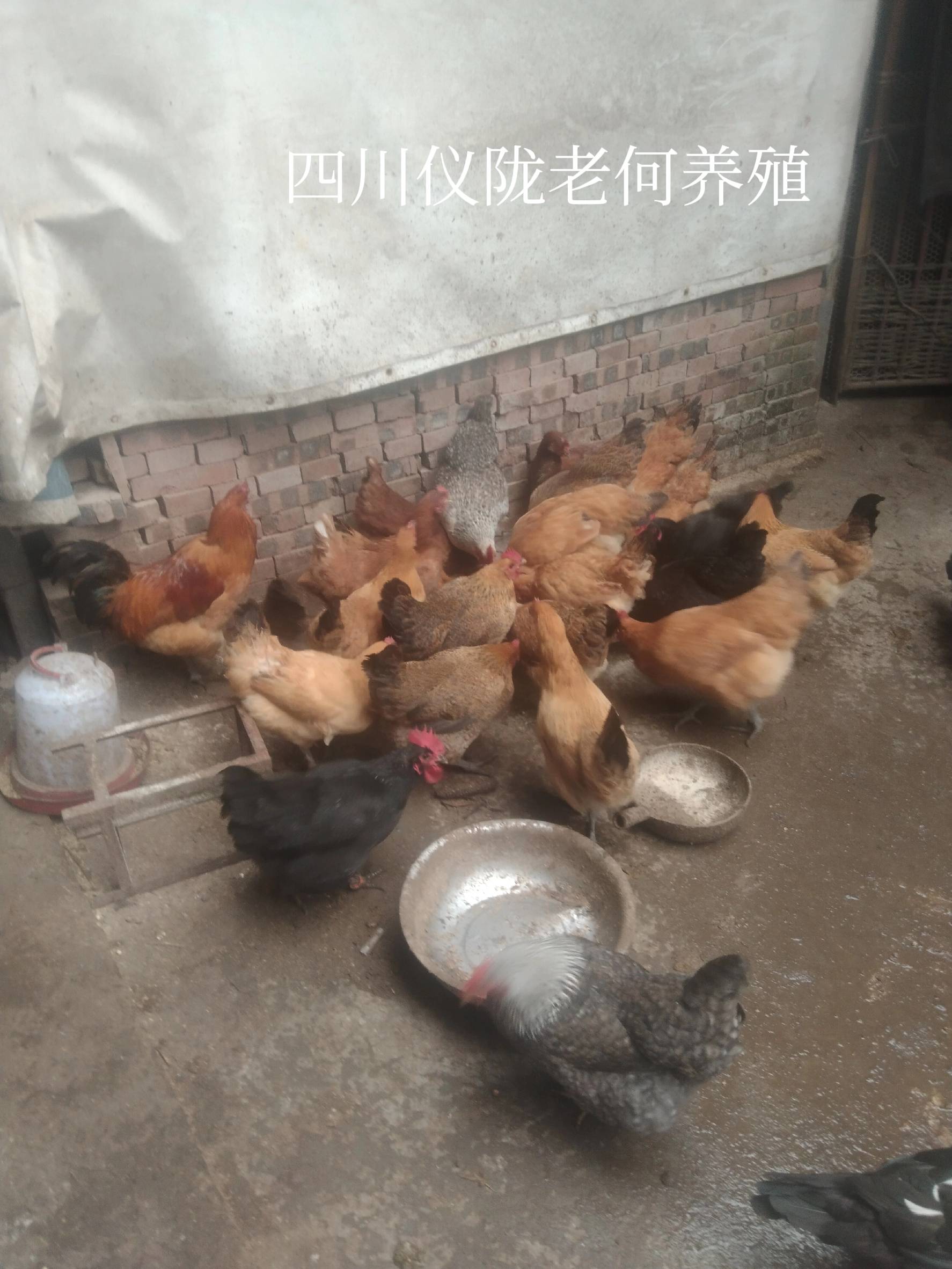 五黑鸡与黑凤鸡区别_五黑鸡养殖与黑凤鸡养殖哪个更赚钱_养殖业什么赚钱?最赚钱的养殖