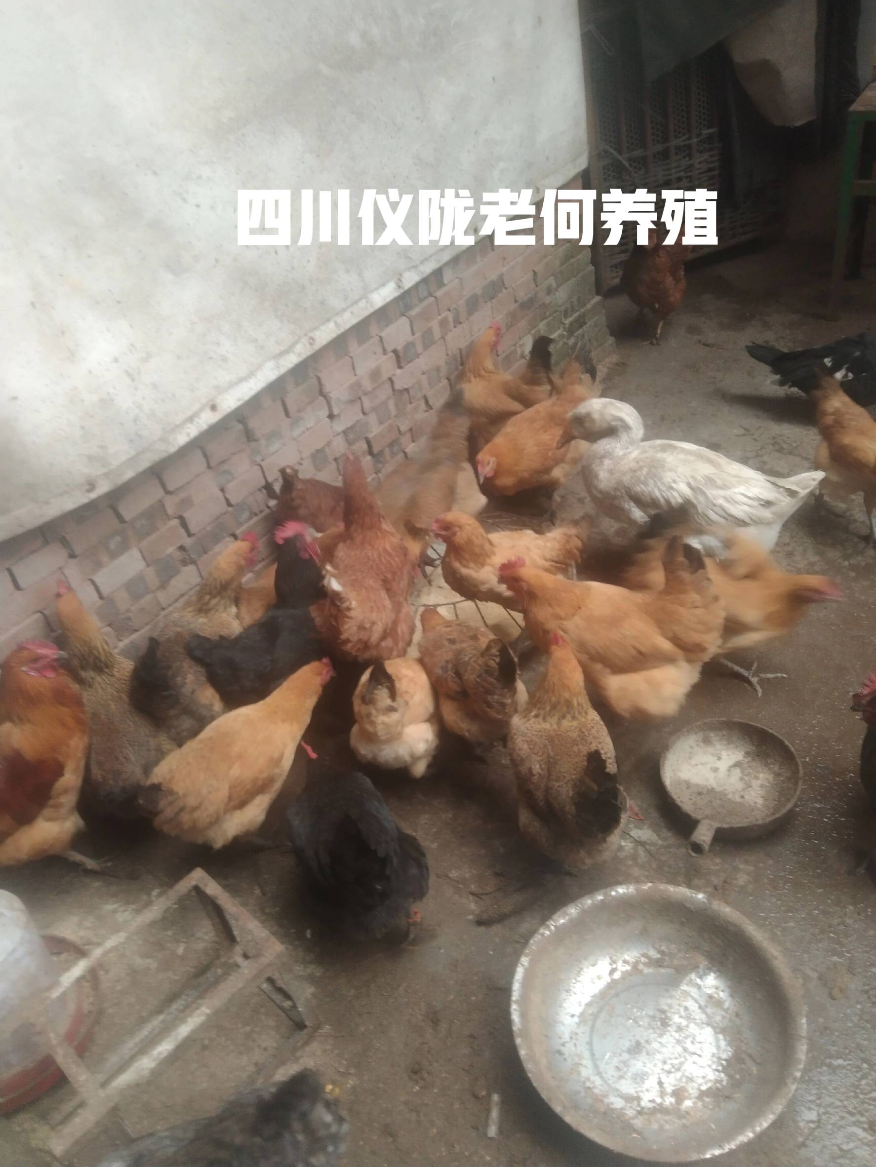 养殖业什么赚钱?最赚钱的养殖_五黑鸡养殖与黑凤鸡养殖哪个更赚钱_五黑鸡与黑凤鸡区别