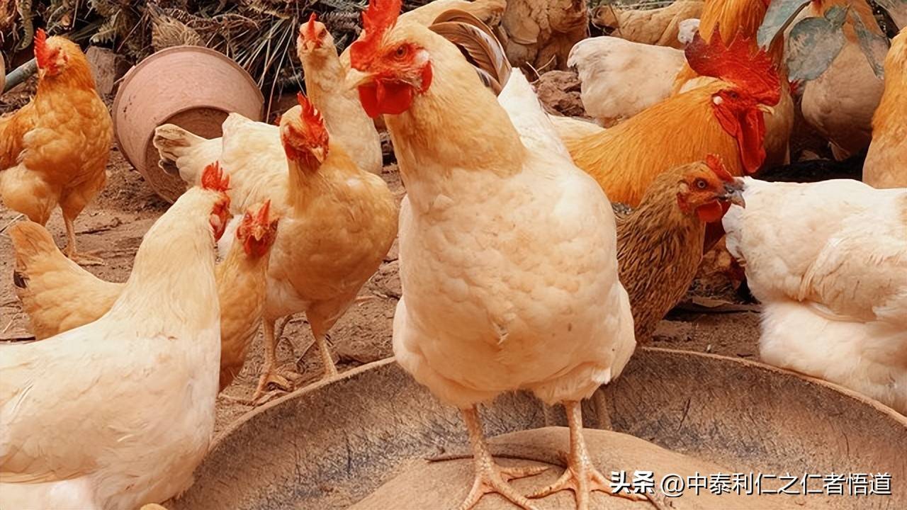 土鸡科学养殖方法_养土鸡技术_养殖业什么赚钱?最赚钱的养殖