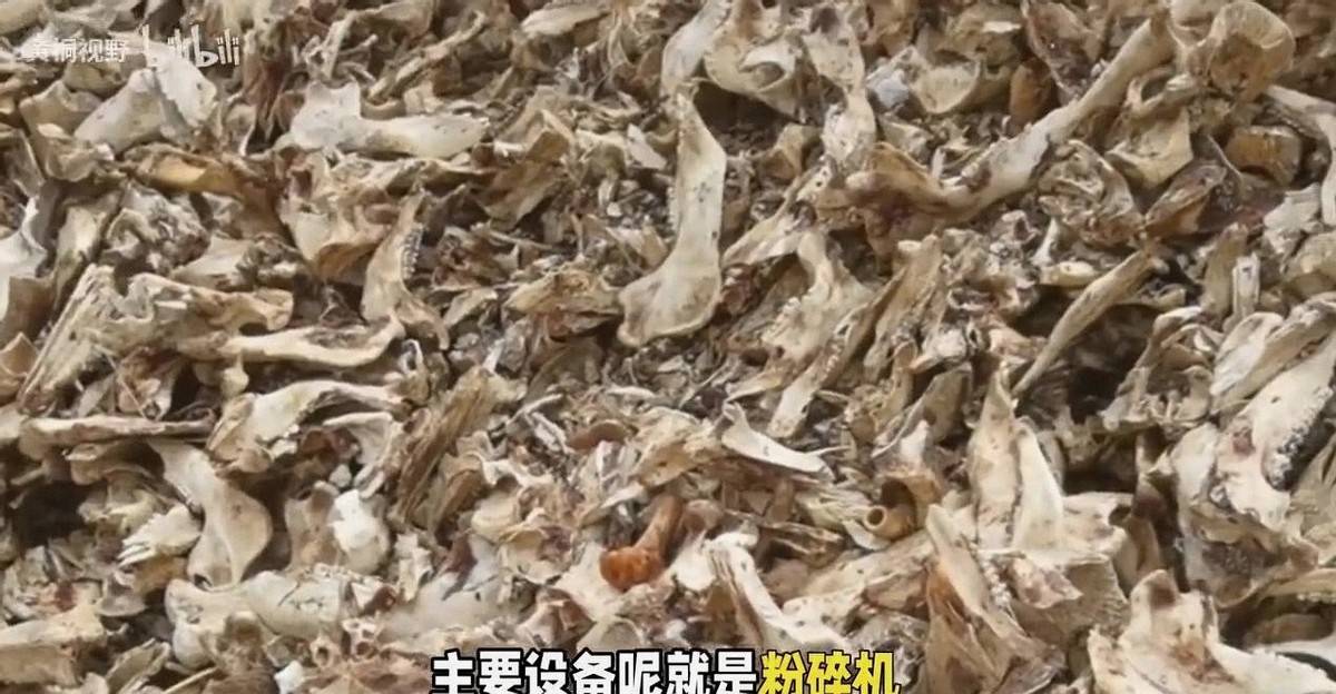 再生资源骨头生意_最轻松的赚钱方式_骨头回收