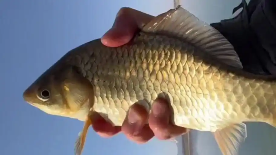 魔兽世界时光服钓鱼攻略_魔兽世界钓鱼赚钱_魔兽世界时光服金币获取方法