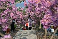 粉了！粉了！百色这片花海进入最佳观赏期