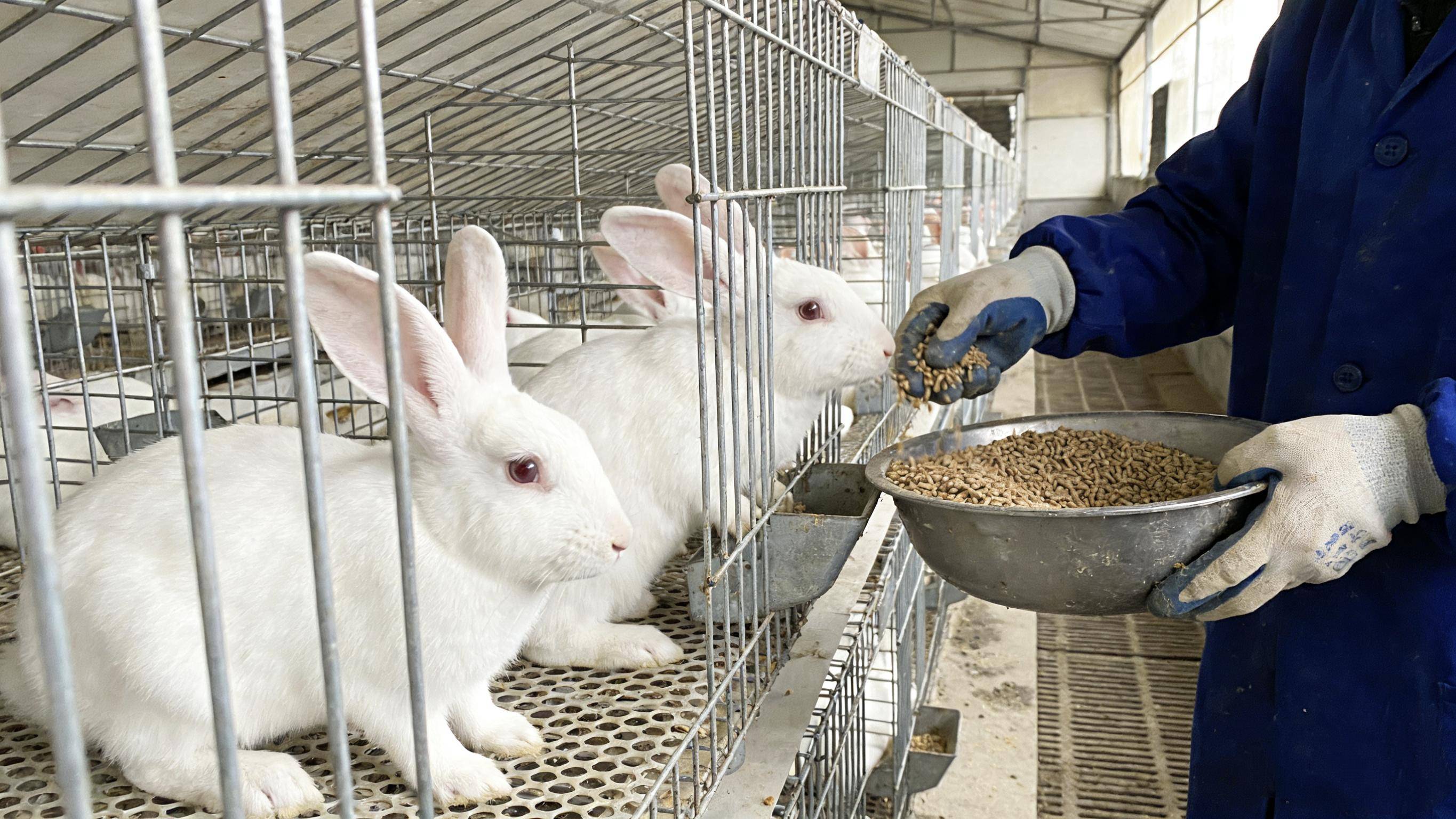 林下生态养鸡_小投资好项目赚钱_低风险高回报养殖项目