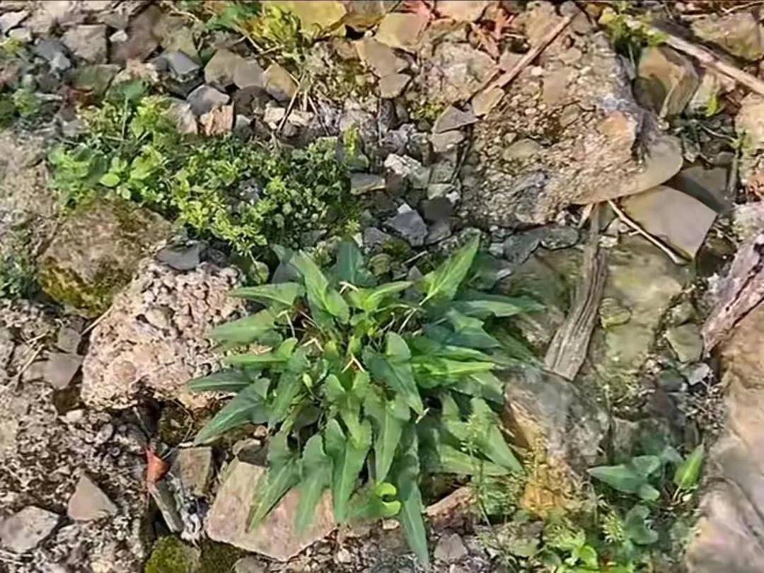 小面积种植蔬菜_适合新手的小面积蔬菜种植_小投资好项目赚钱