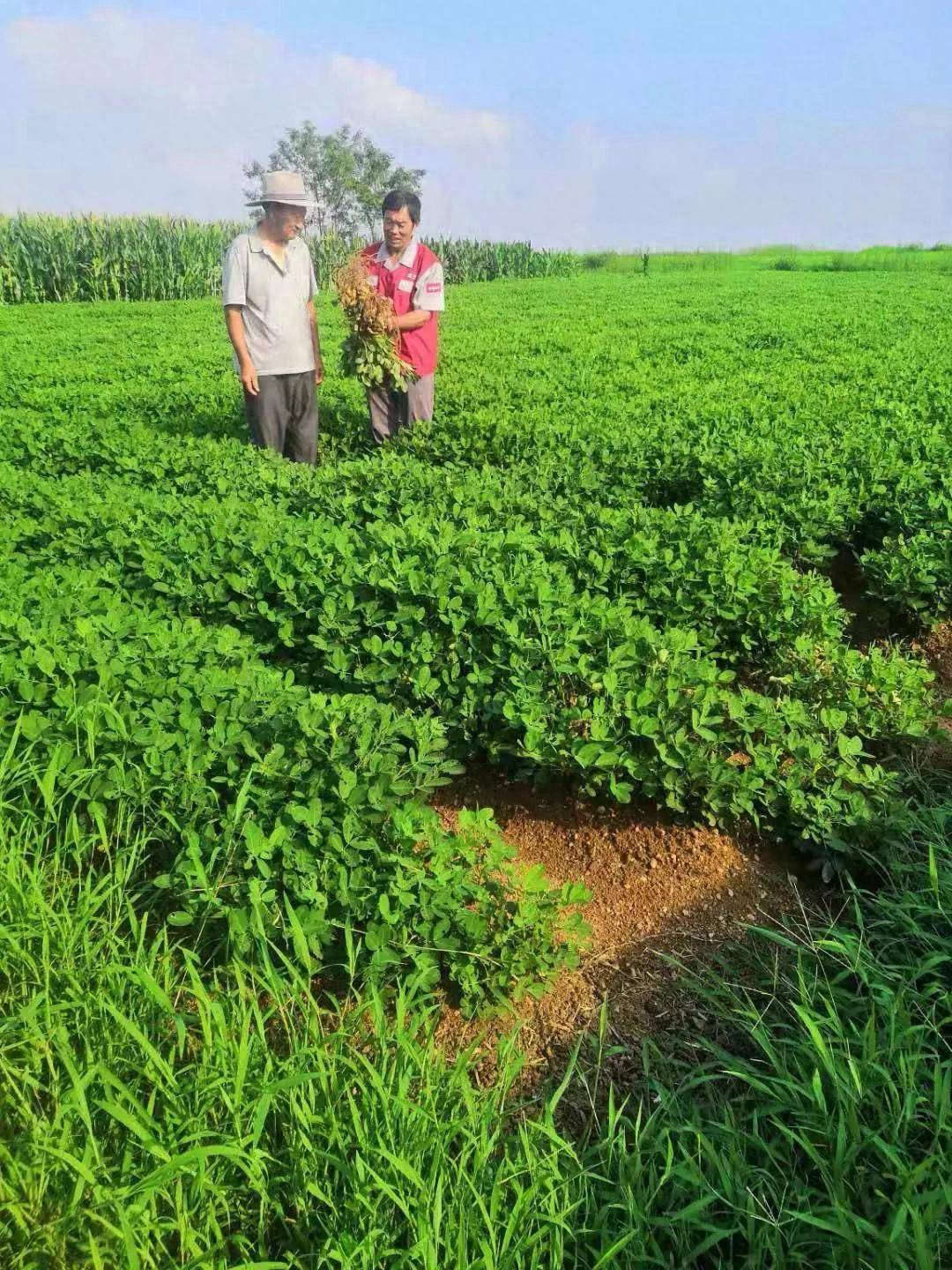 农村现在做什么生意赚钱_优质高山脆甜板栗种植效益_农村高产种植项目