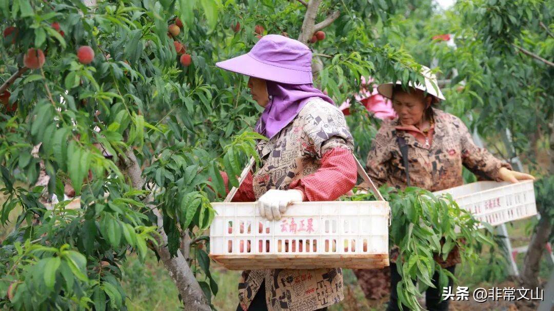 文山桃产业基地_云南桃子种植技术_卖什么水果赚钱