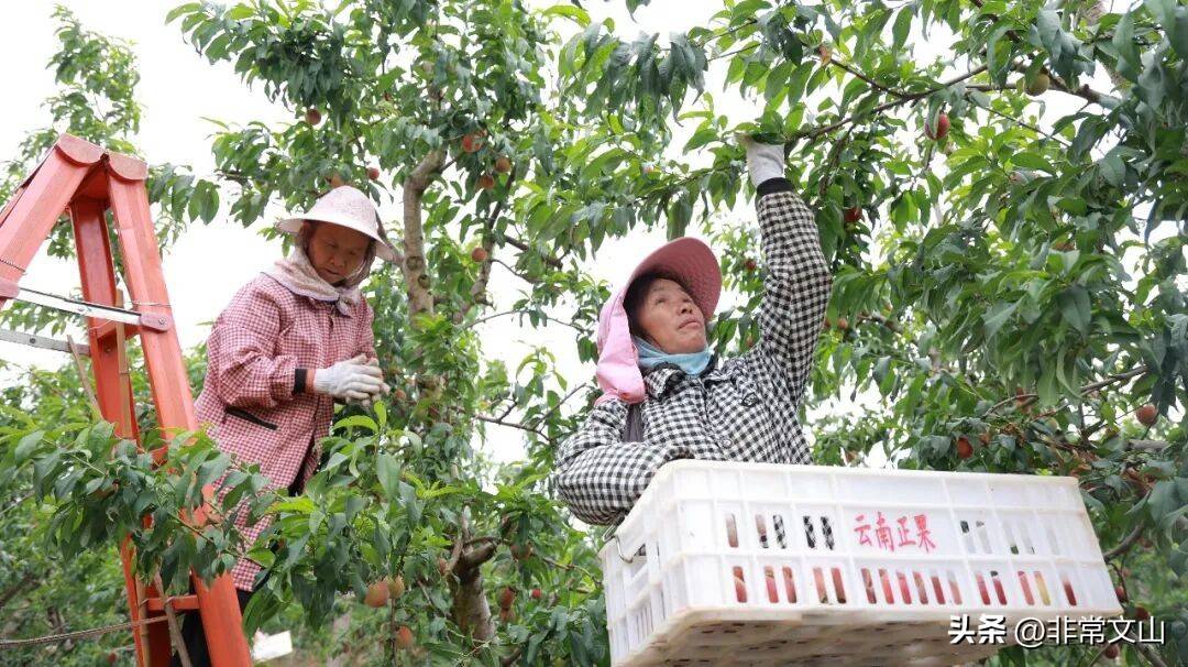文山桃产业基地_卖什么水果赚钱_云南桃子种植技术