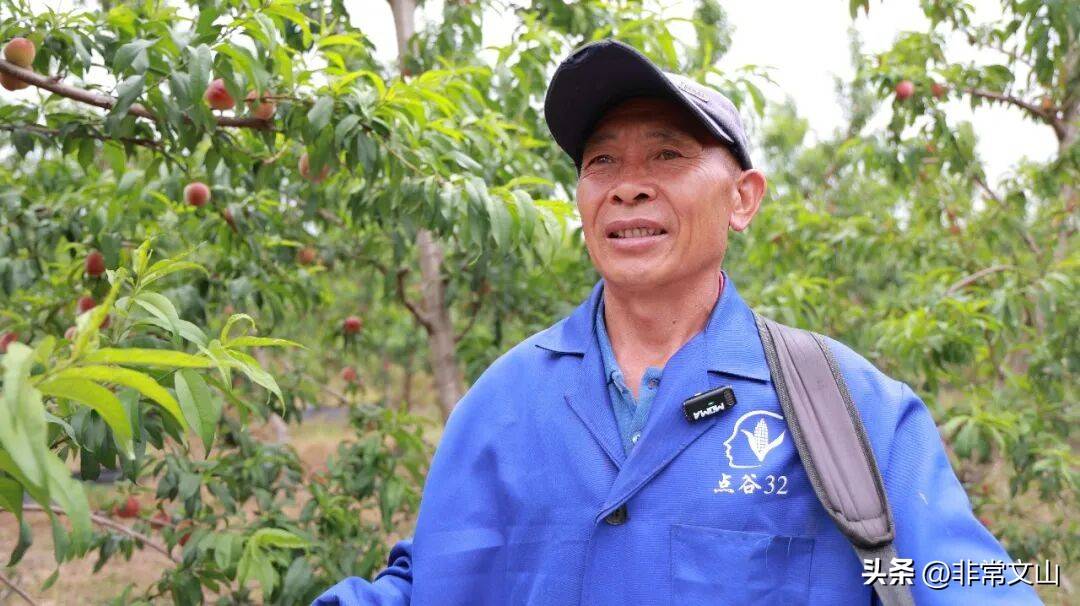 文山桃产业基地_云南桃子种植技术_卖什么水果赚钱