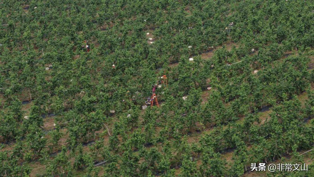 卖什么水果赚钱_云南桃子种植技术_文山桃产业基地