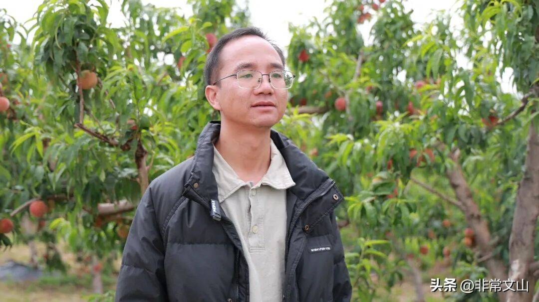 文山桃产业基地_云南桃子种植技术_卖什么水果赚钱