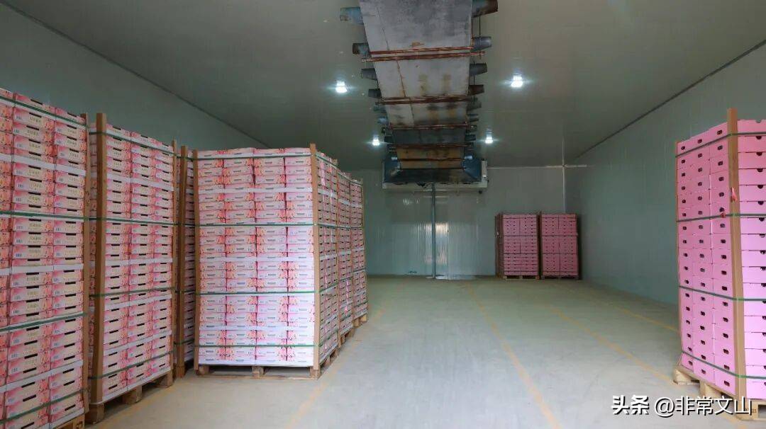 云南桃子种植技术_文山桃产业基地_卖什么水果赚钱