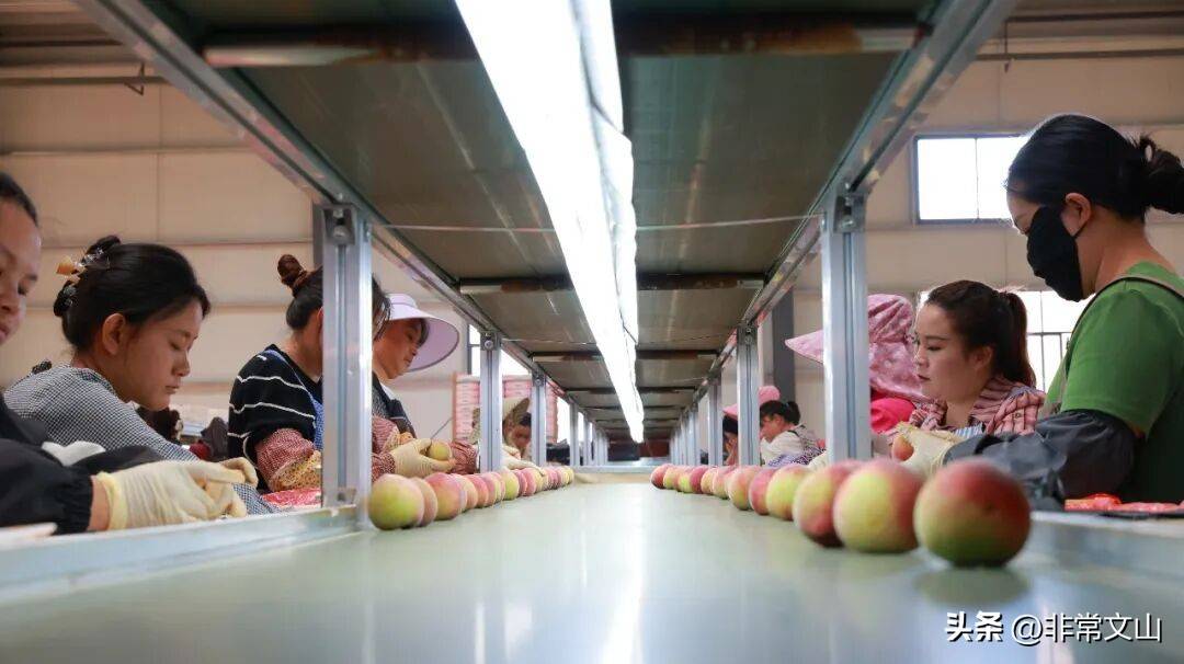 卖什么水果赚钱_云南桃子种植技术_文山桃产业基地