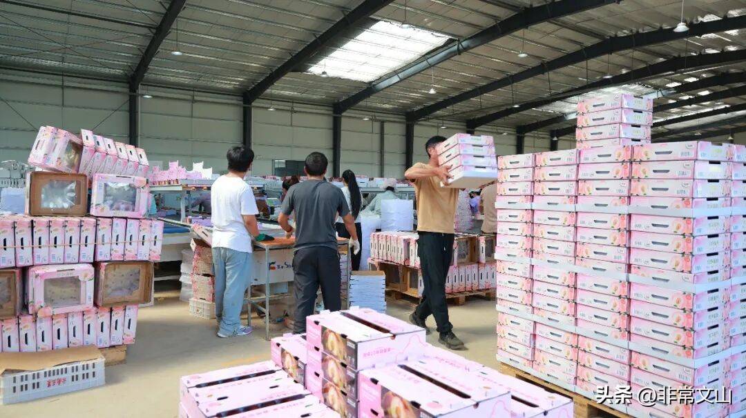 云南桃子种植技术_文山桃产业基地_卖什么水果赚钱