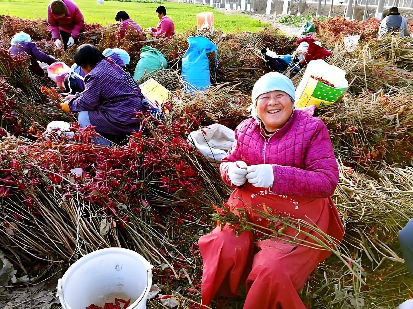 乡下中老年妇女电动车打工_在乡下做什么生意赚钱_中老年妇女农产品加工厂工作