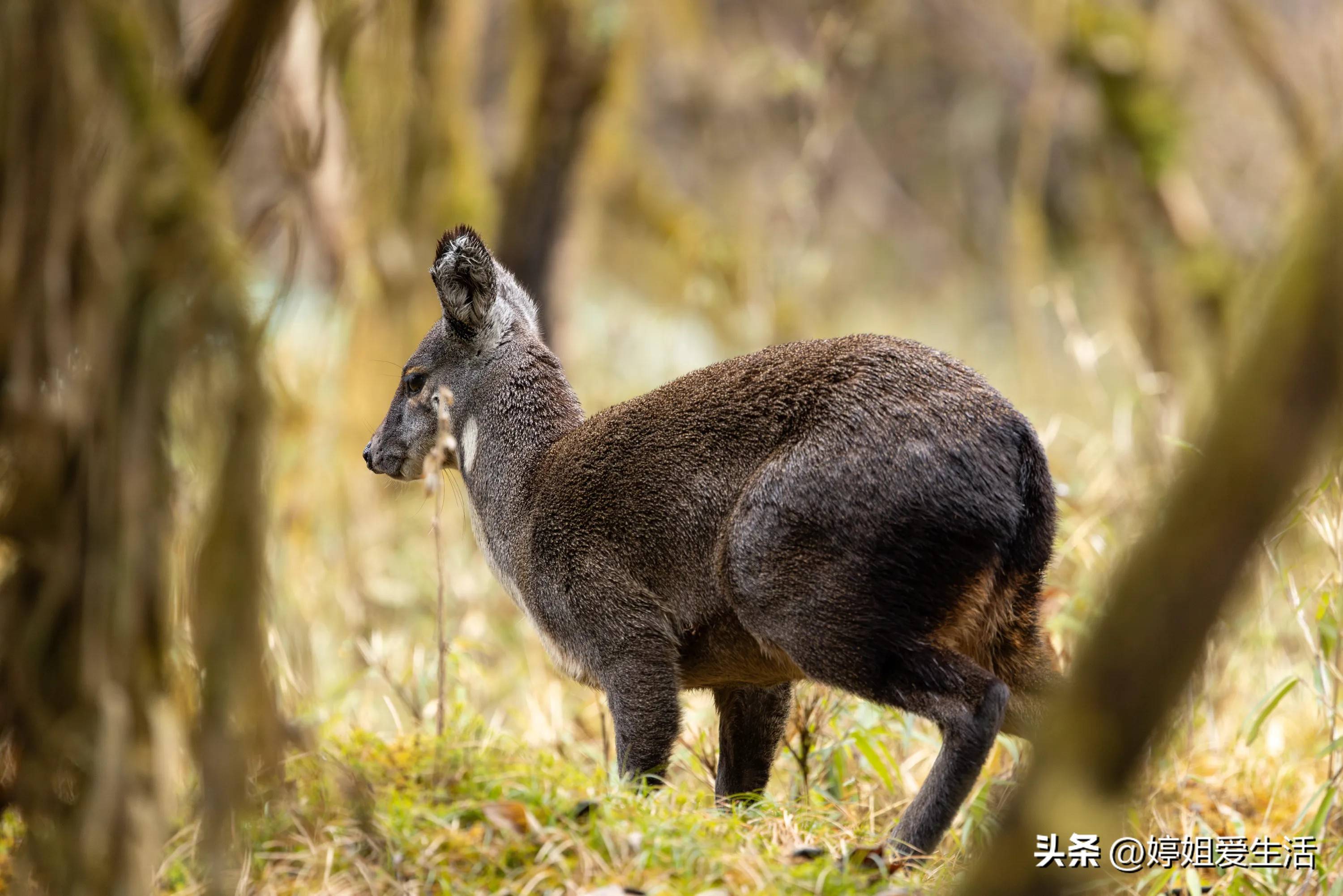 林麝养殖_麝香价格_在乡下做什么生意赚钱