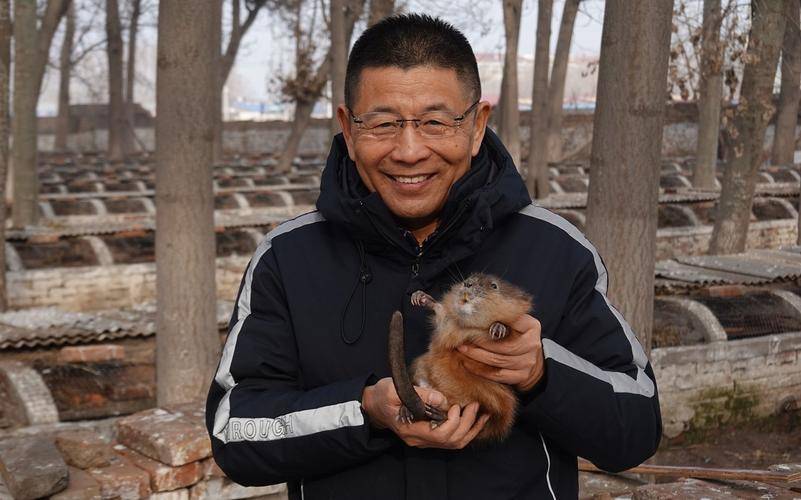 在乡下做什么生意赚钱_麝香价格_林麝养殖
