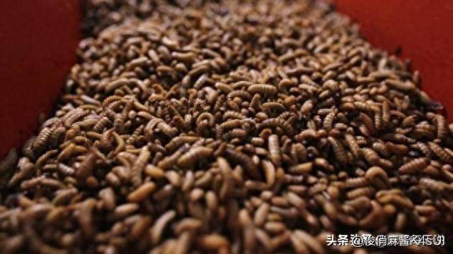 黑水虻养殖_特种养殖_温室大棚种什么赚钱