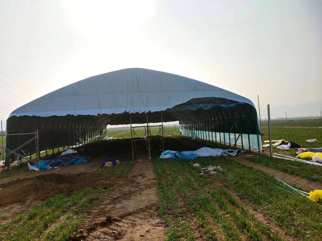 特种养殖_温室大棚种什么赚钱_黑水虻养殖