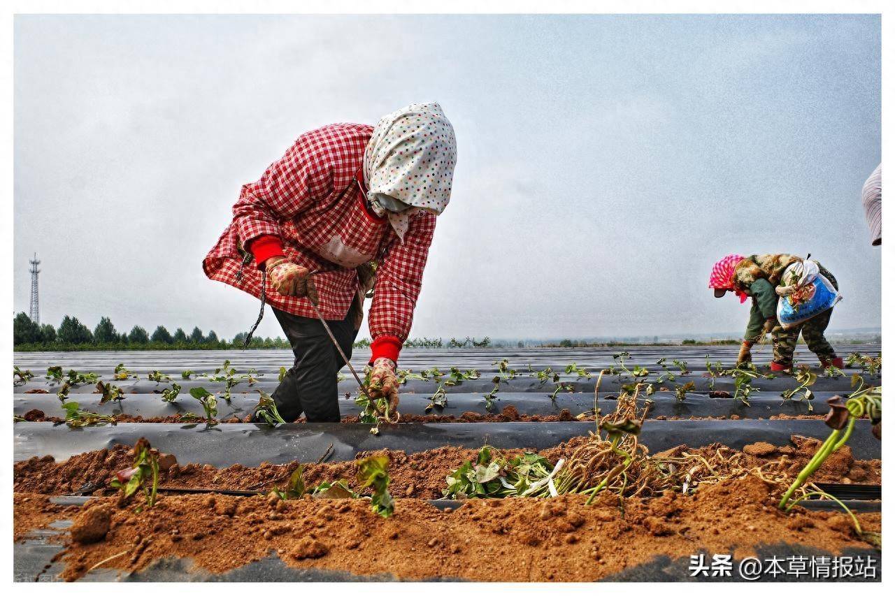 温室大棚种什么赚钱_特色种养电商直播_干什么农业项目能挣钱