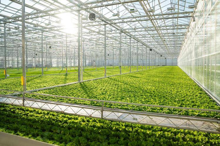 安棚镇仙鹤草产业案例_温室大棚种什么赚钱_仙鹤草种植模式